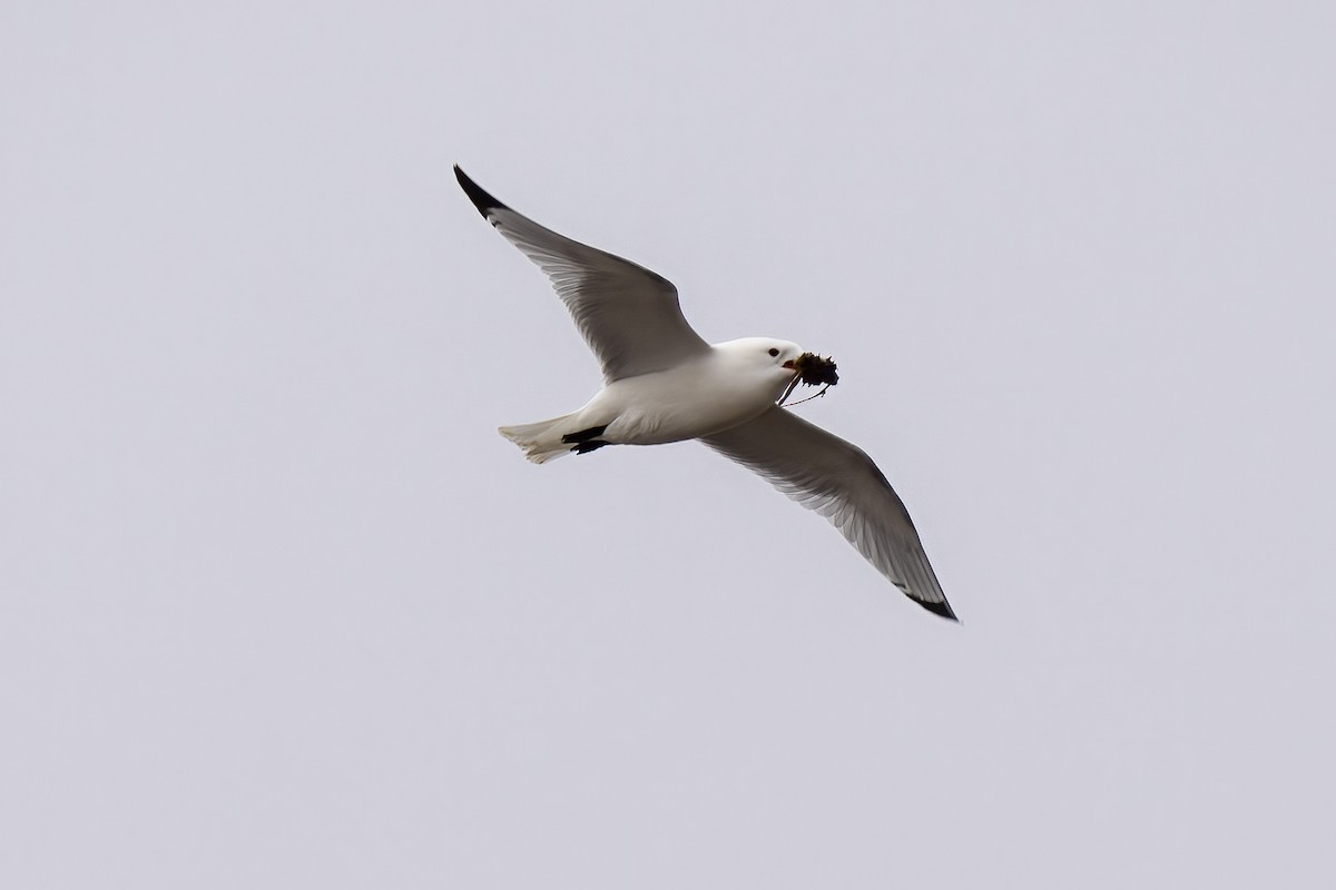 Mouette tridactyle - ML581799731
