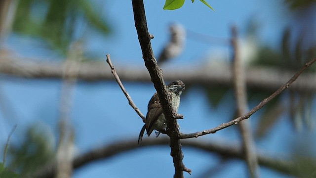 Scaled Piculet - ML581809871