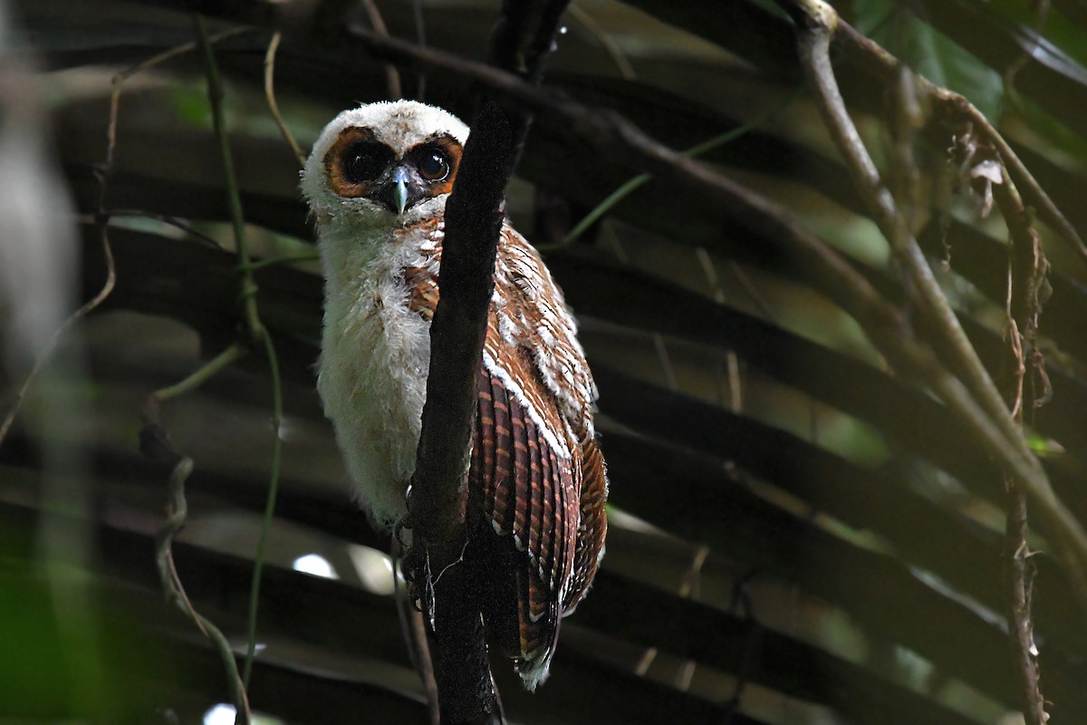 Brown Wood-Owl - ML581810661