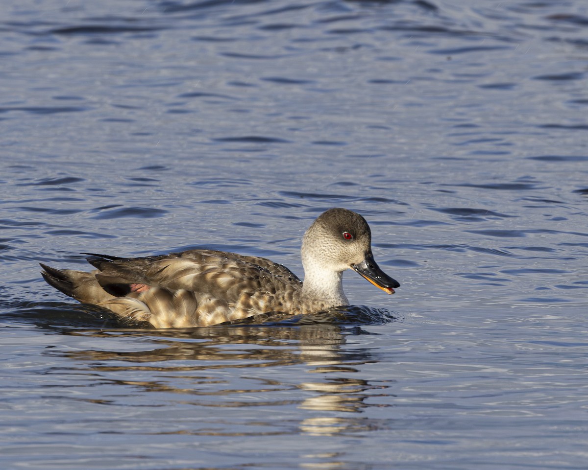 Crested Duck - ML581812631