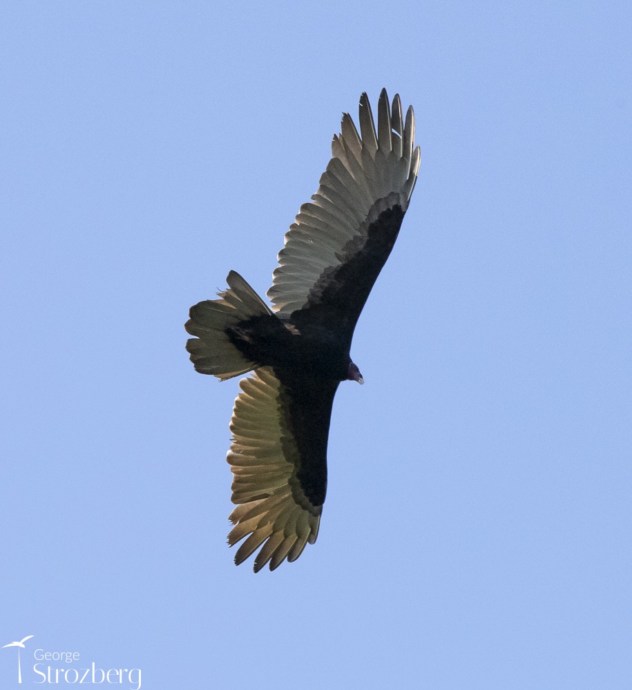 Turkey Vulture - ML581813511