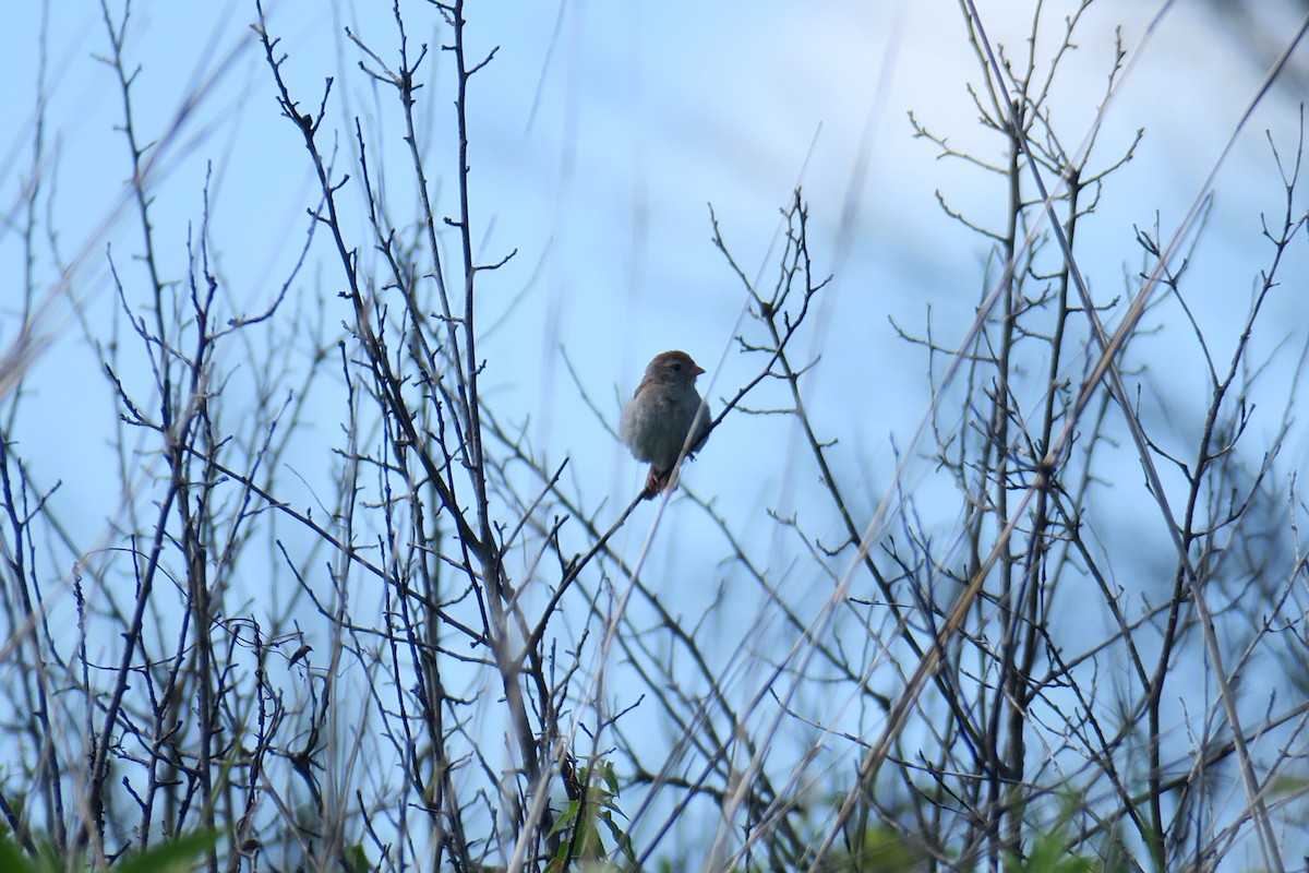 Field Sparrow - Rishi Palit