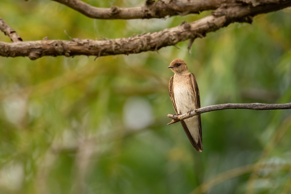 Northern Rough-winged Swallow - Beau Cotter