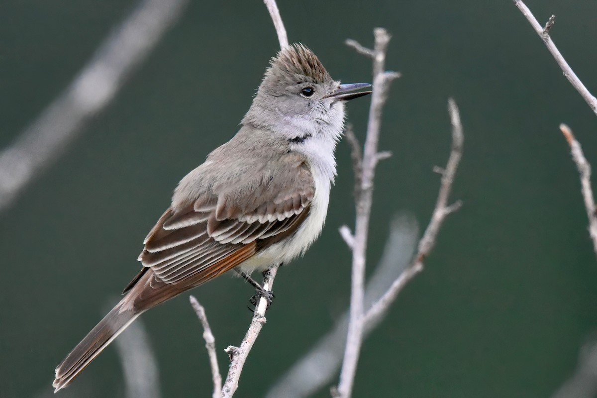 Ash-throated Flycatcher - George Gibbs