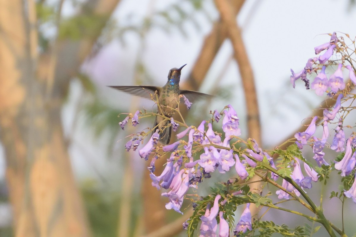 Geniş Gagalı Kolibri - ML58181601