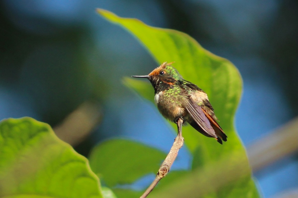 Short-crested Coquette - ML581817251