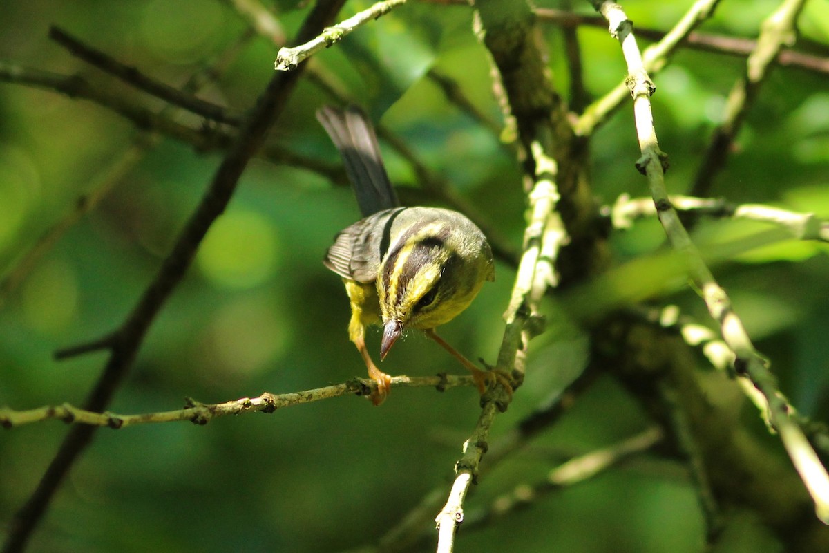 Golden-crowned Warbler (Stripe-crowned) - Oscar Johnson