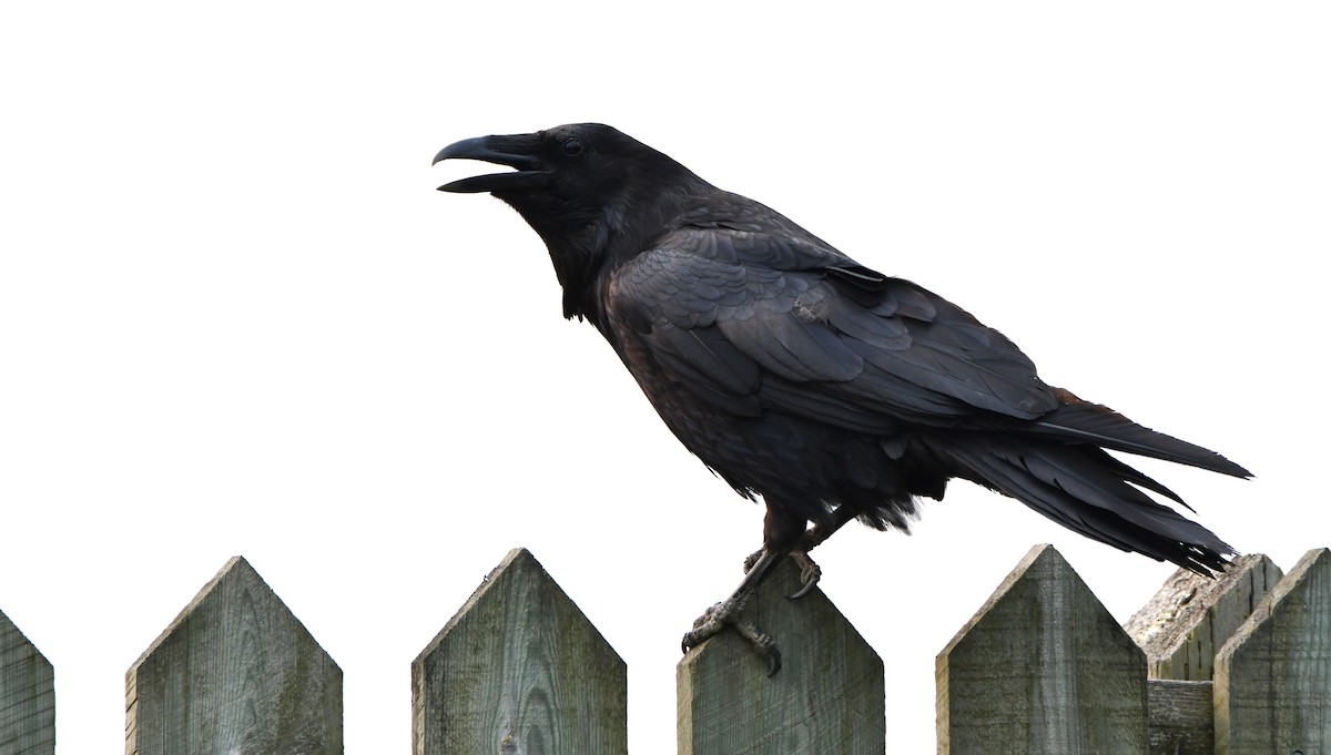 Common Raven - ML581820751