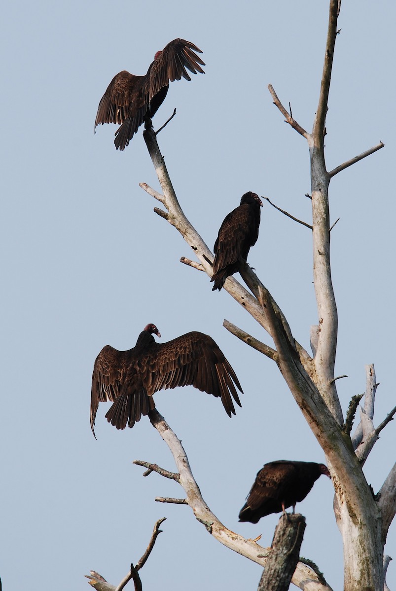 Turkey Vulture - ML581821261