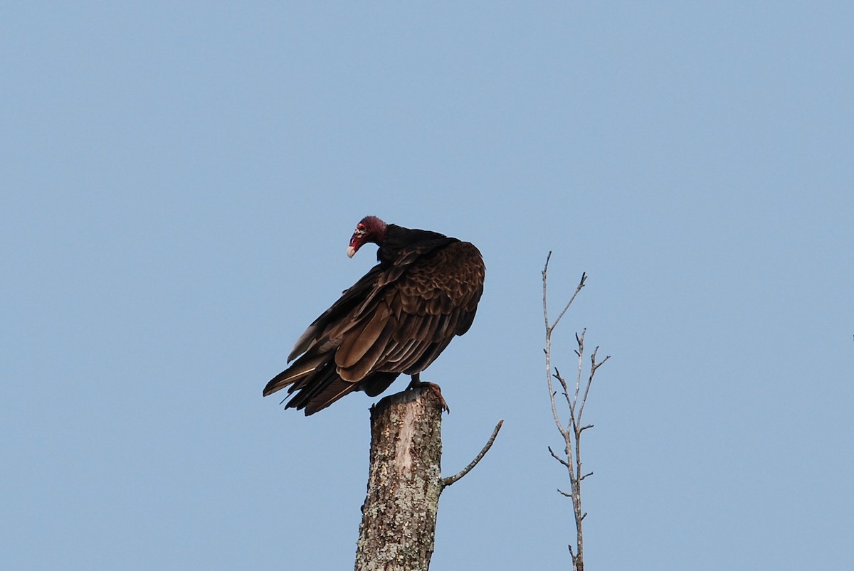 Turkey Vulture - ML581821361