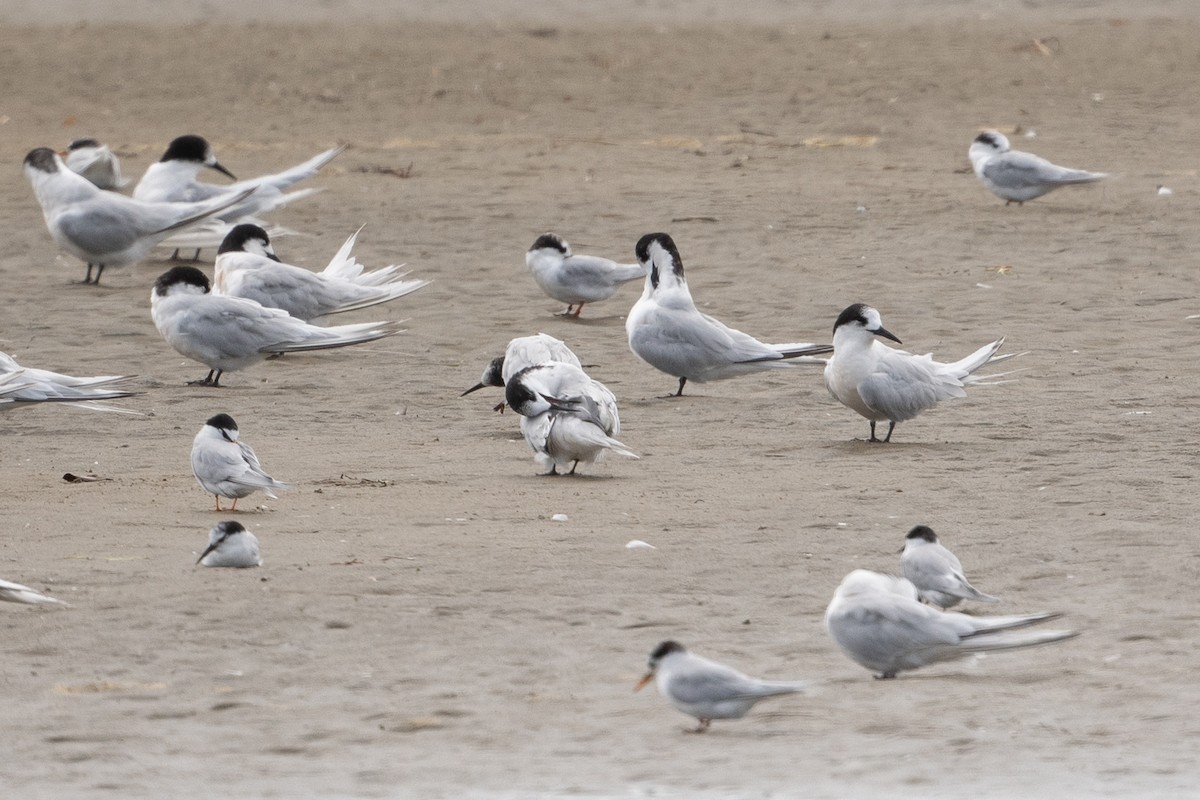 White-fronted Tern - ML581826021