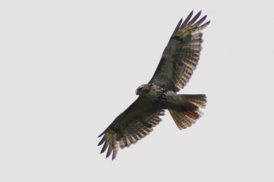 Red-tailed Hawk - ML581834051
