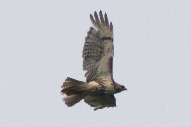 Red-tailed Hawk - ML581834071