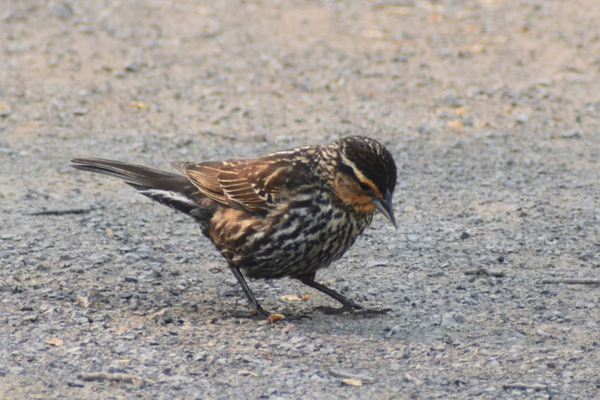 Red-winged Blackbird - ML581834651