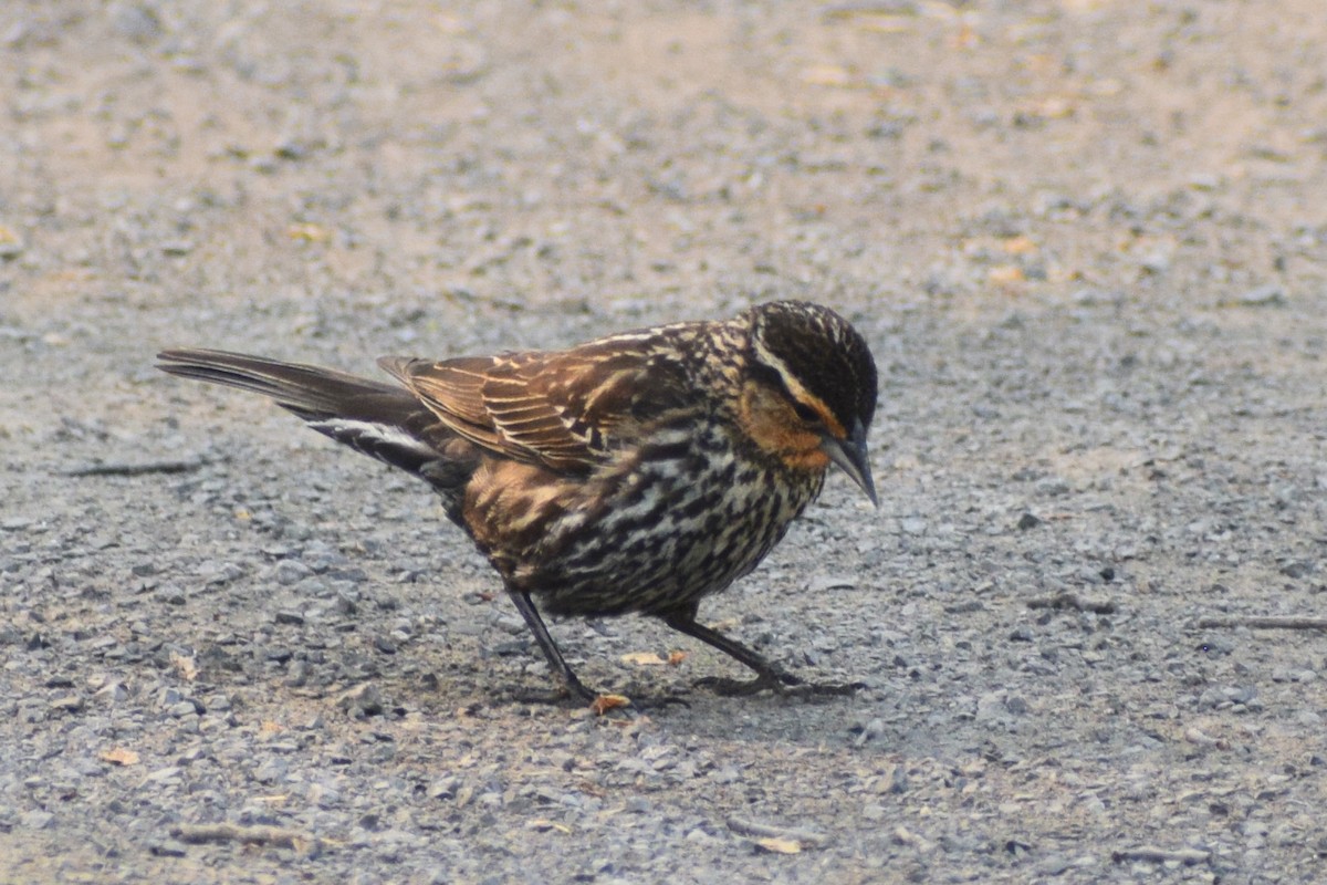 Red-winged Blackbird - Lise Bergeron