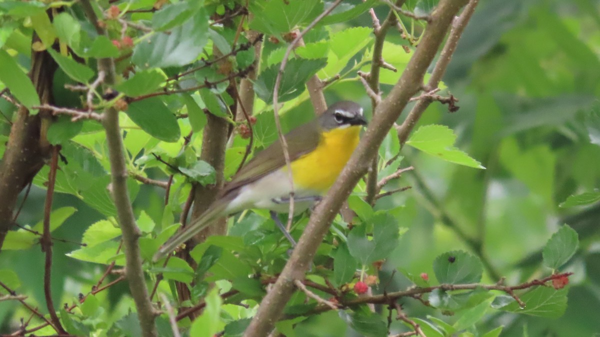 Yellow-breasted Chat - ML581835191