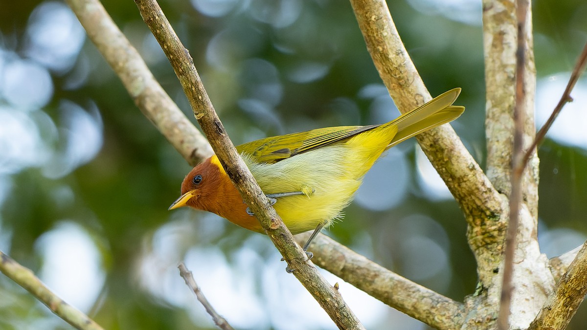 Rufous-headed Tanager - ML581835751