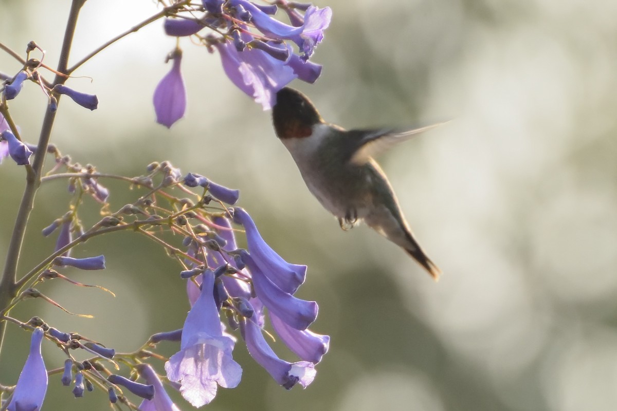 Ruby-throated Hummingbird - ML58183621