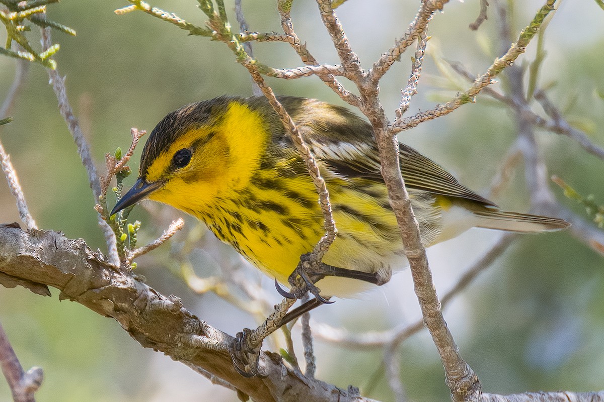 Cape May Warbler - ML581839481