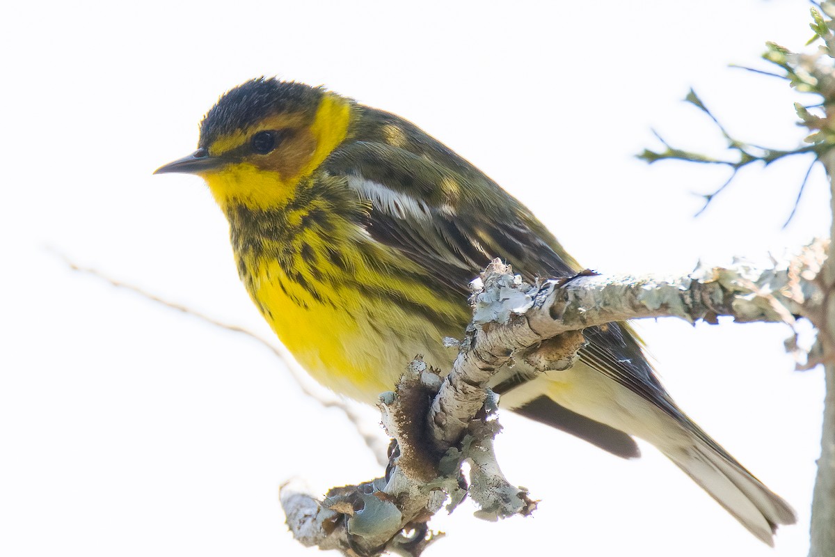 Cape May Warbler - ML581839491