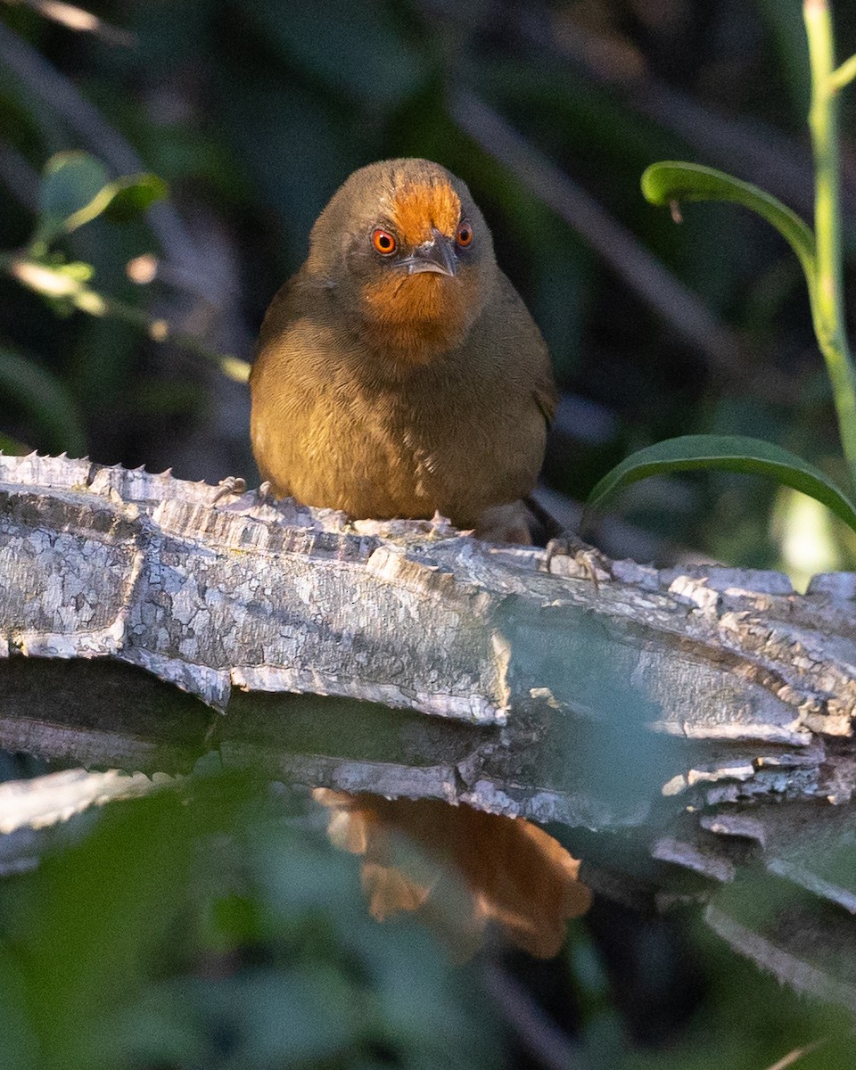 Orange-eyed Thornbird - ML581840031