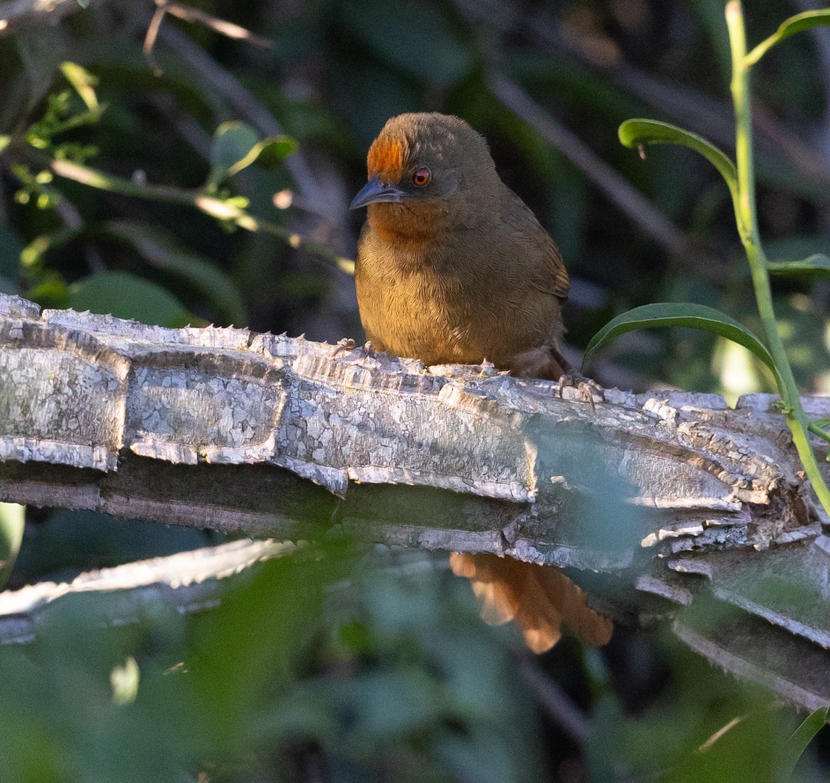 Orange-eyed Thornbird - ML581840071