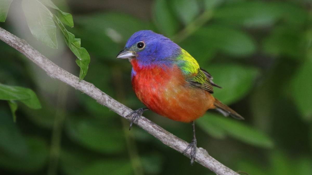 Painted Bunting - ML58184041