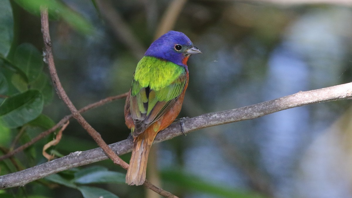 Painted Bunting - ML58184051