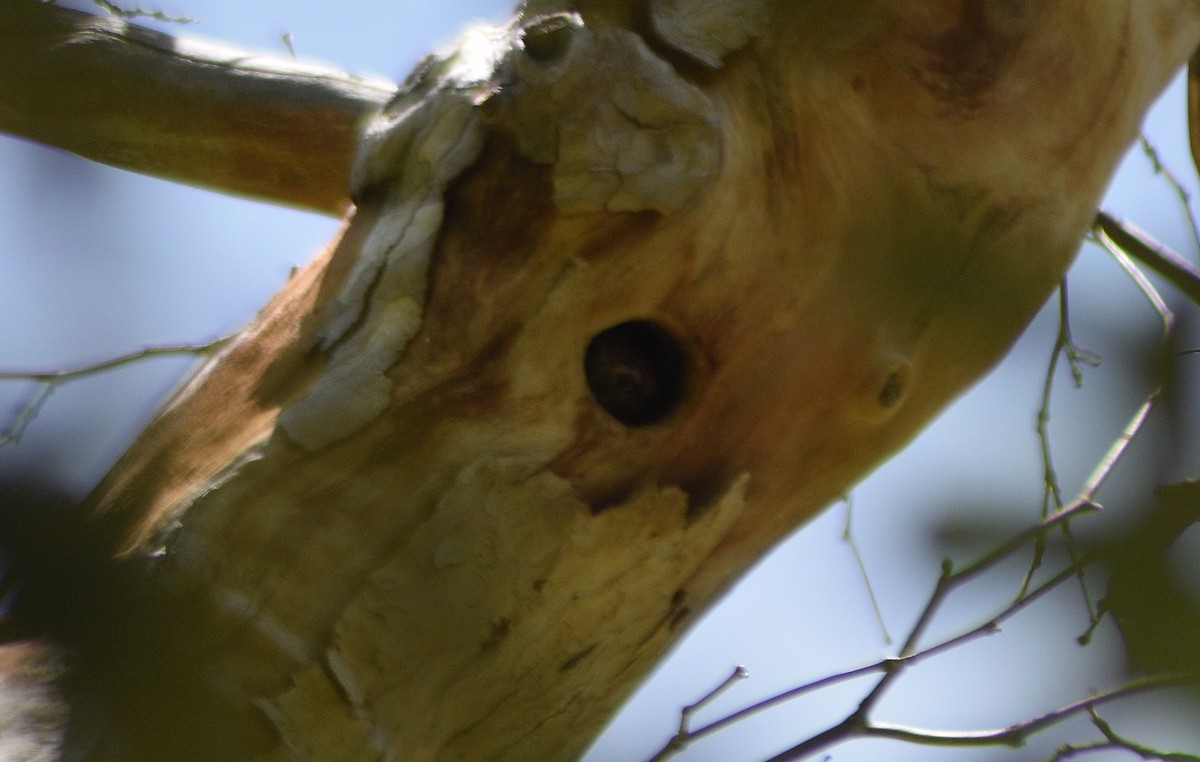 Northern Pygmy-Owl - ML581840661