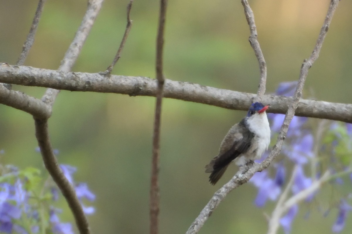 kolibřík fialovokorunkatý - ML58184321