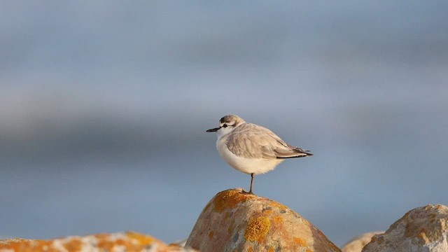 White-fronted Plover - ML581845371