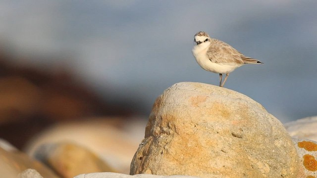 White-fronted Plover - ML581845401
