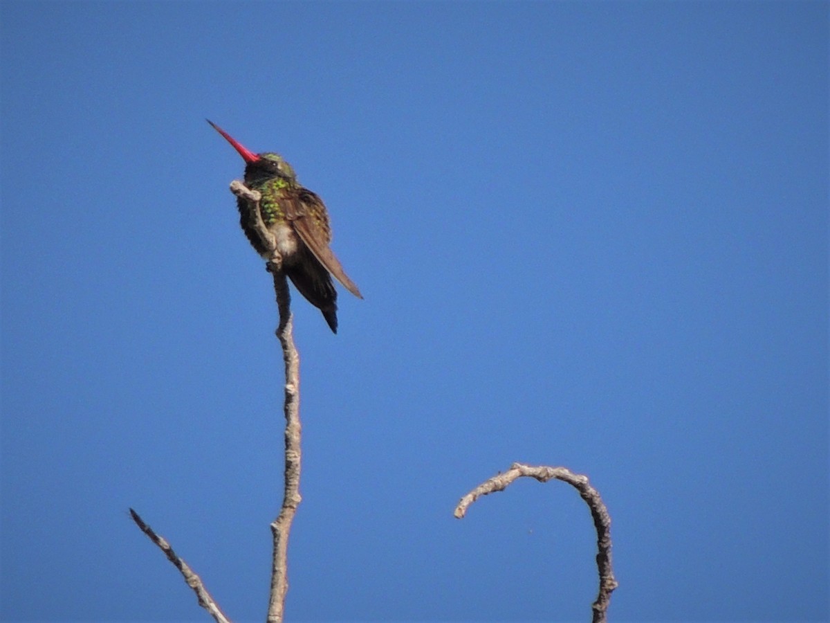 Broad-billed Hummingbird - ML58184781