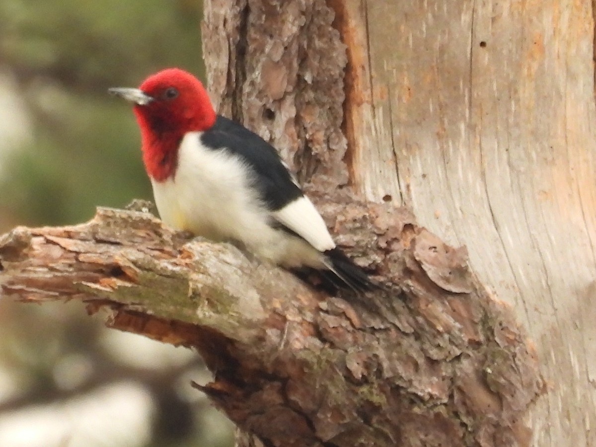 Red-headed Woodpecker - ML581850461
