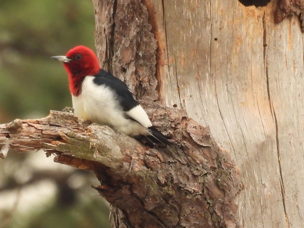 Red-headed Woodpecker - ML581850511