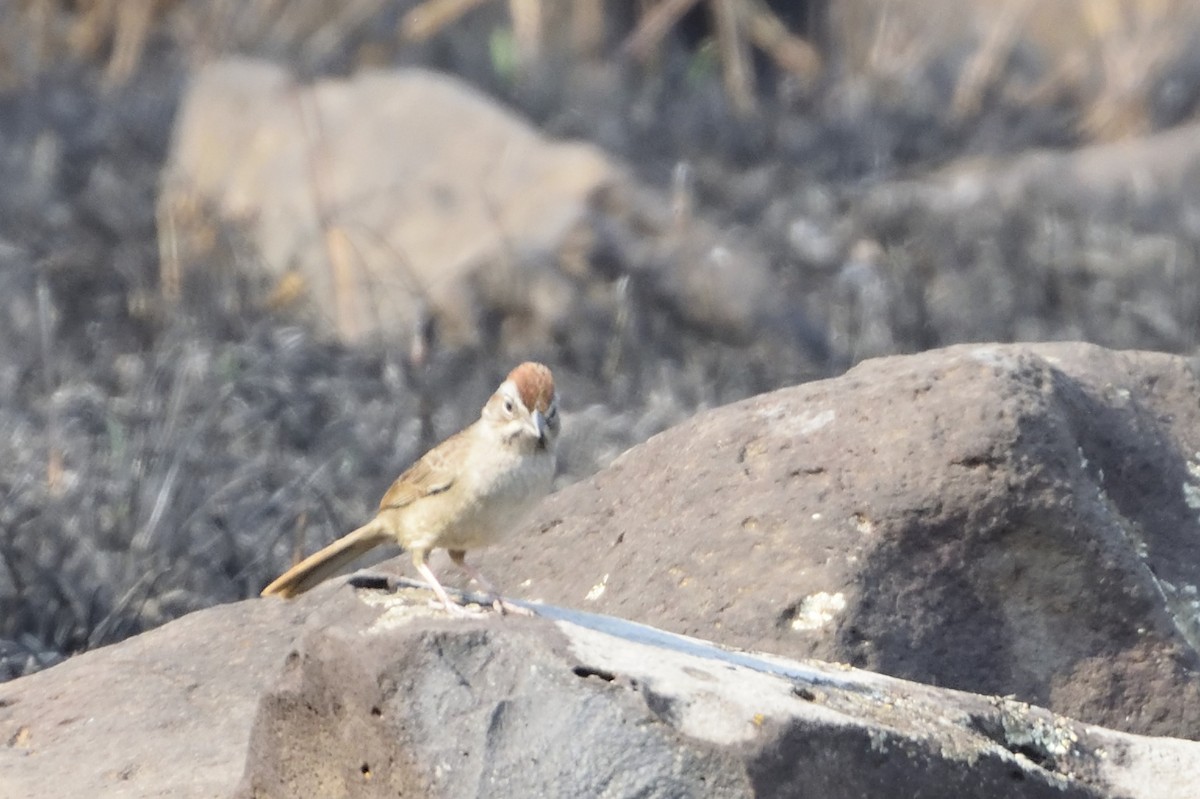 new world sparrow sp. - Ricardo Arredondo