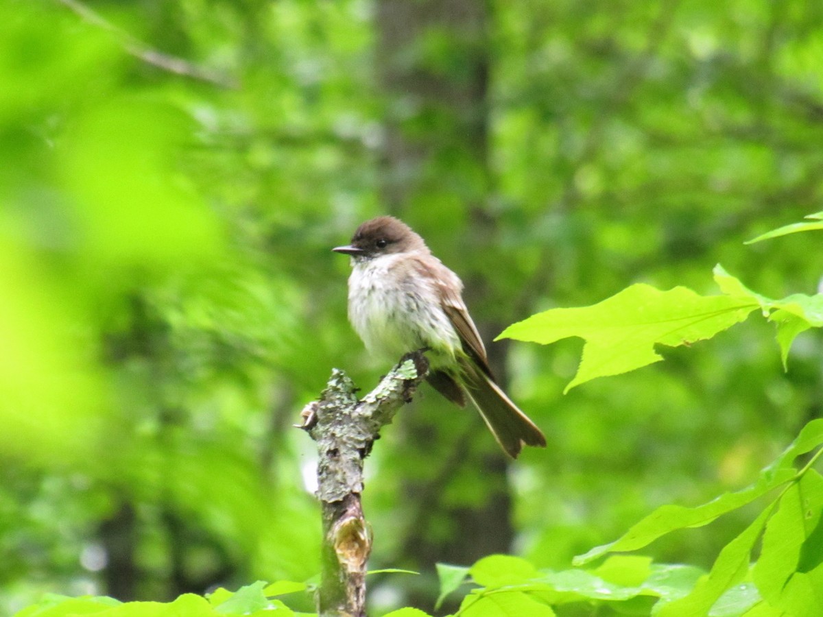 Eastern Phoebe - ML581852931