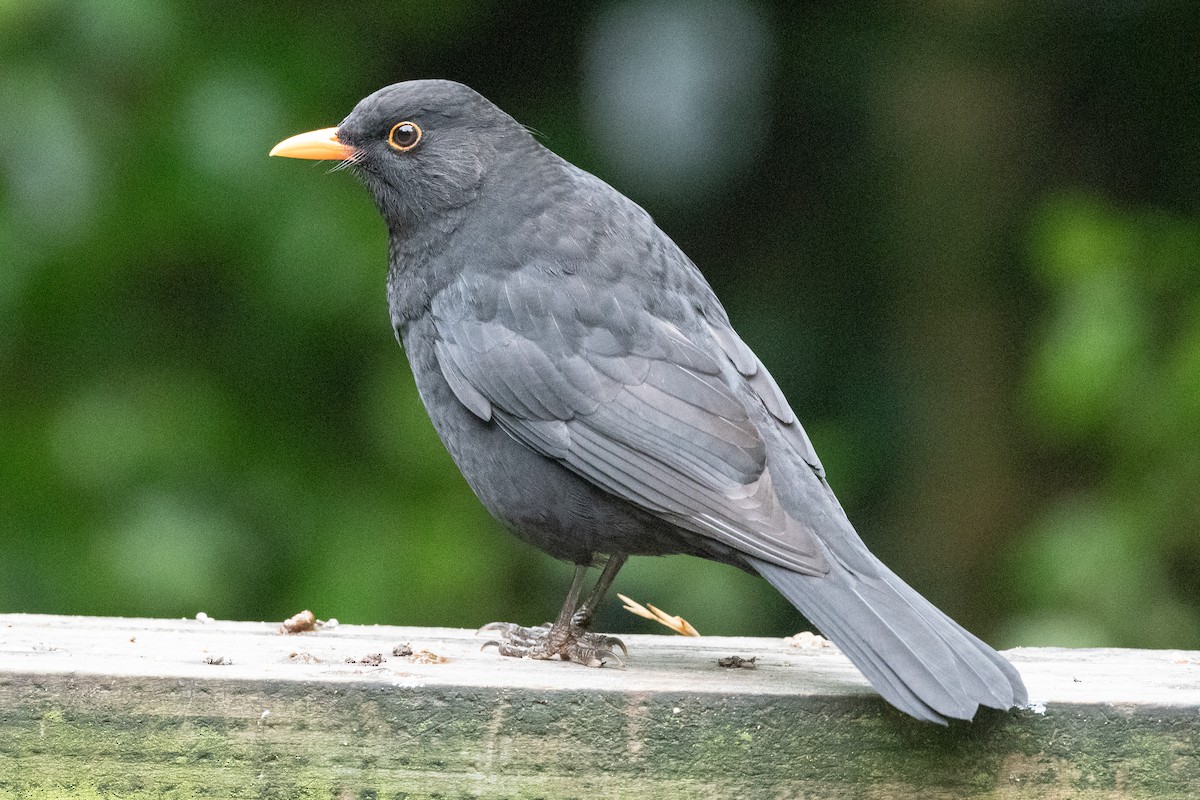 Eurasian Blackbird - ML581857081