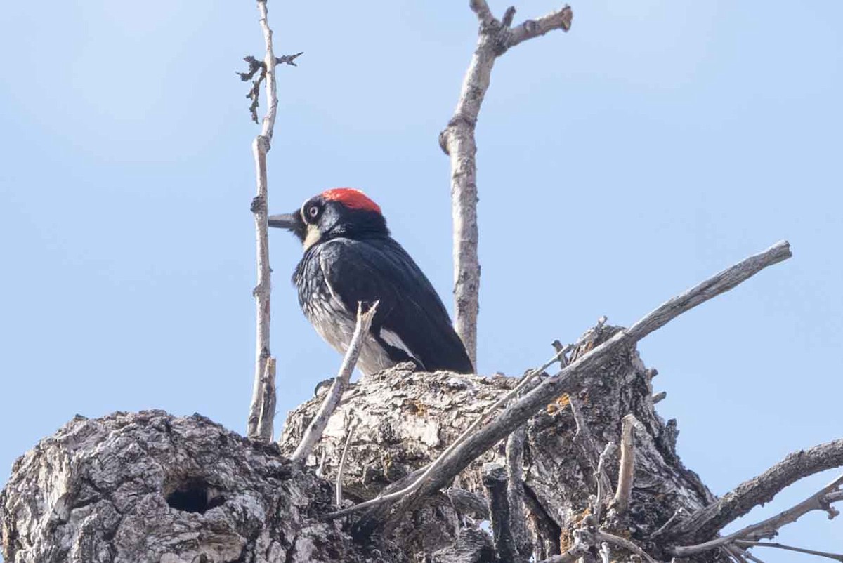 Acorn Woodpecker - ML581859381