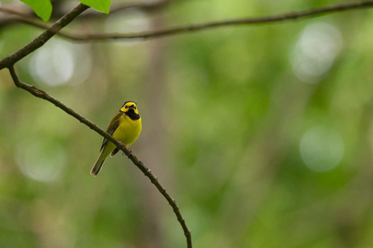 Hooded Warbler - ML581862041