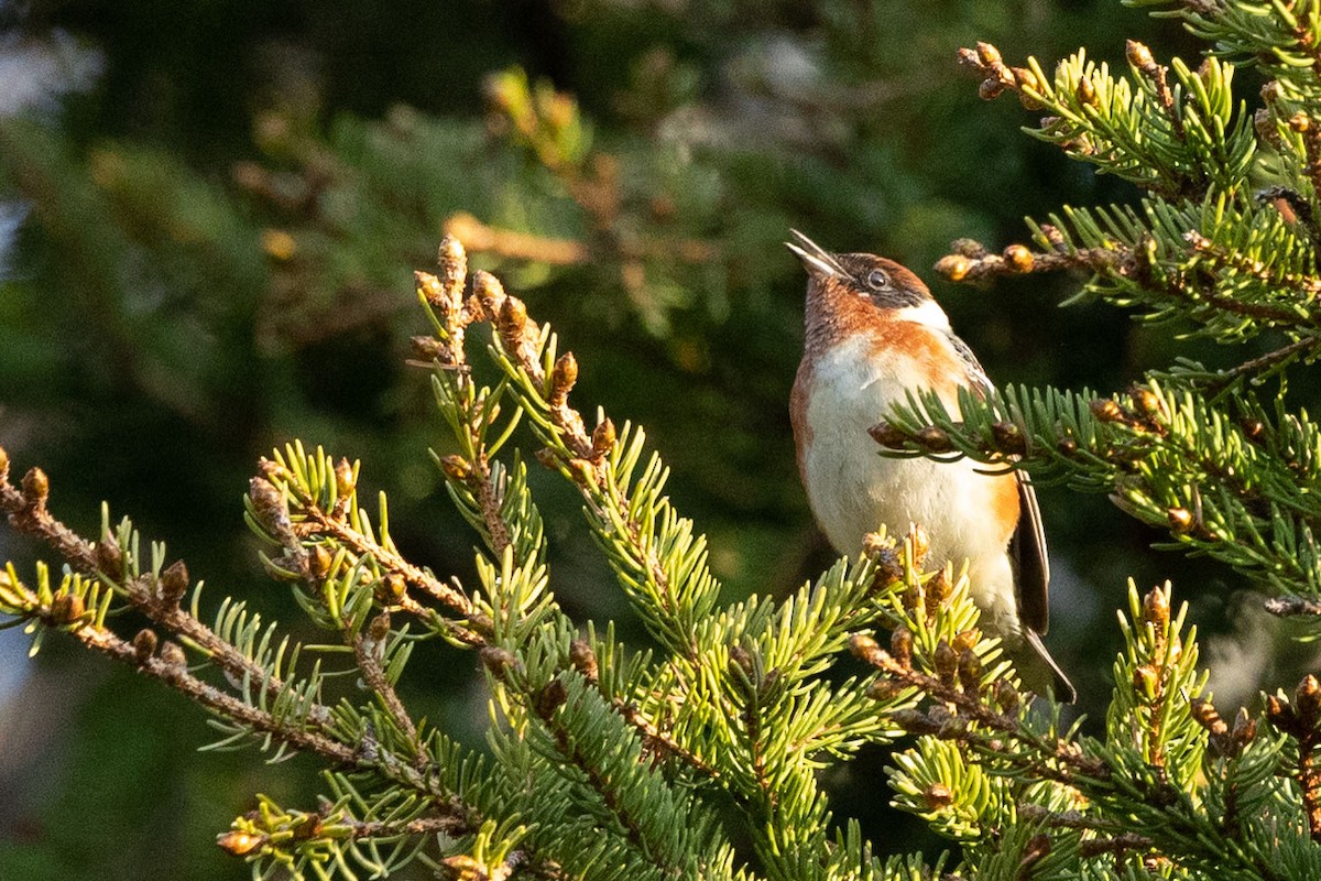 Bay-breasted Warbler - ML581863311