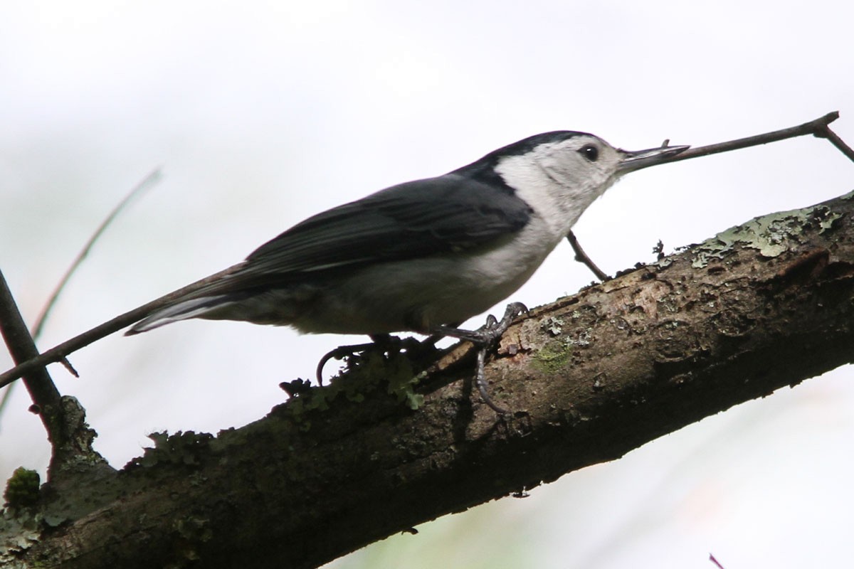 White-breasted Nuthatch - Noah Strycker