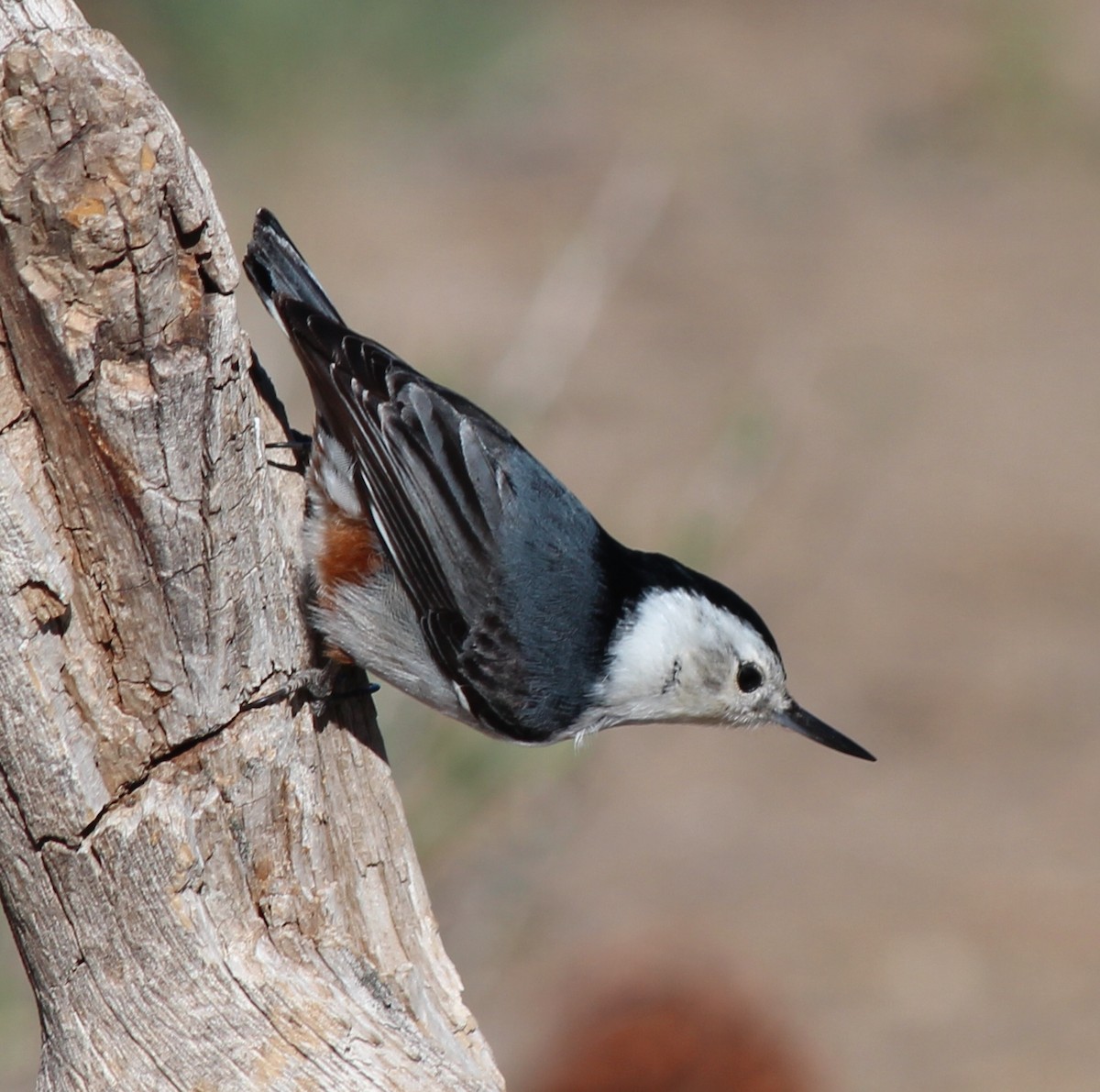 White-breasted Nuthatch - Milton Vine