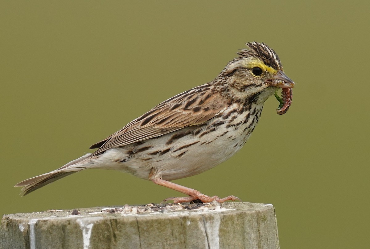 Savannah Sparrow - ML581865901