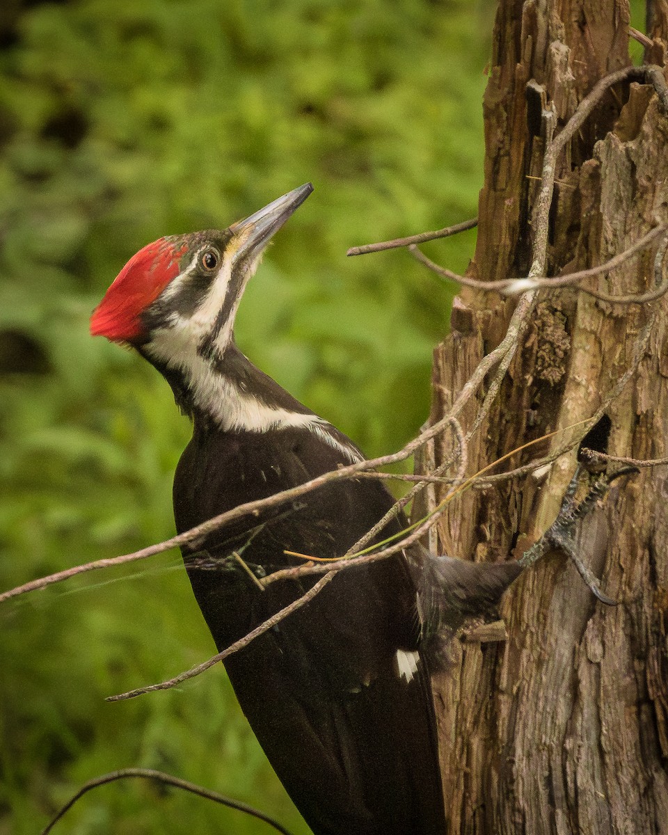 Pileated Woodpecker - ML581869901