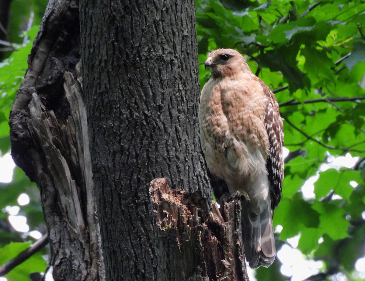 eBird Checklist 6 Jun 2023 Boisé de l'OréedesBois 18 species