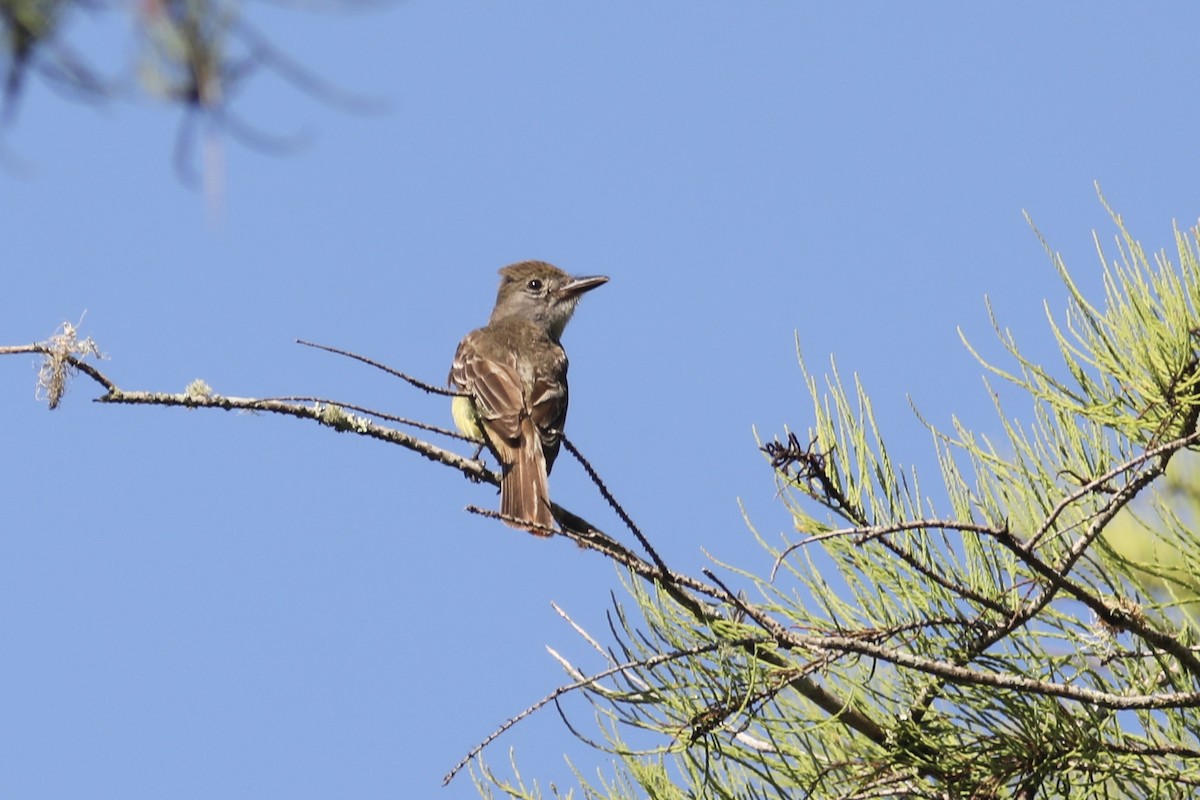 Great Crested Flycatcher - ML581871361
