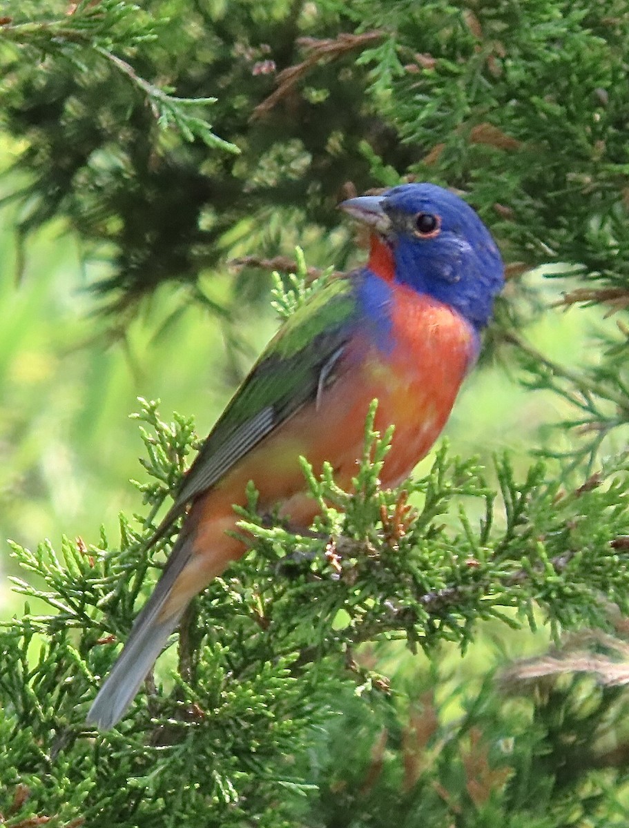 Painted Bunting - ML581873361