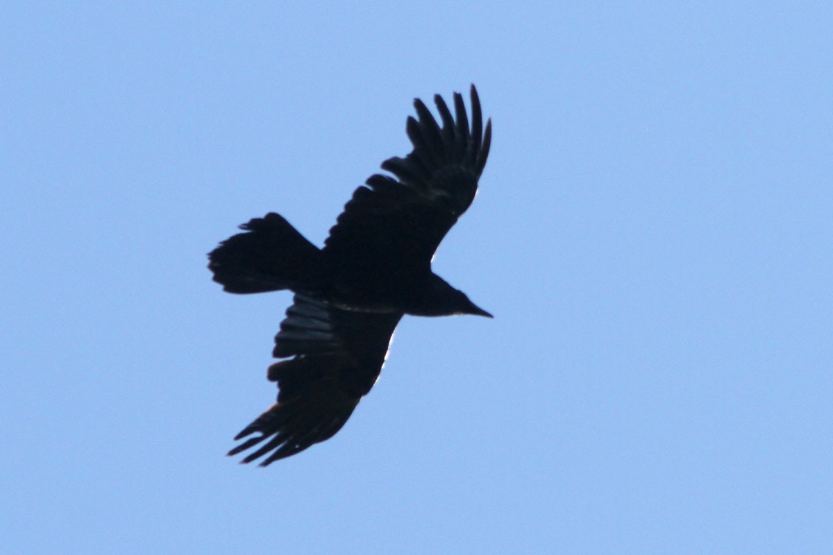 Common Raven - Noah Strycker