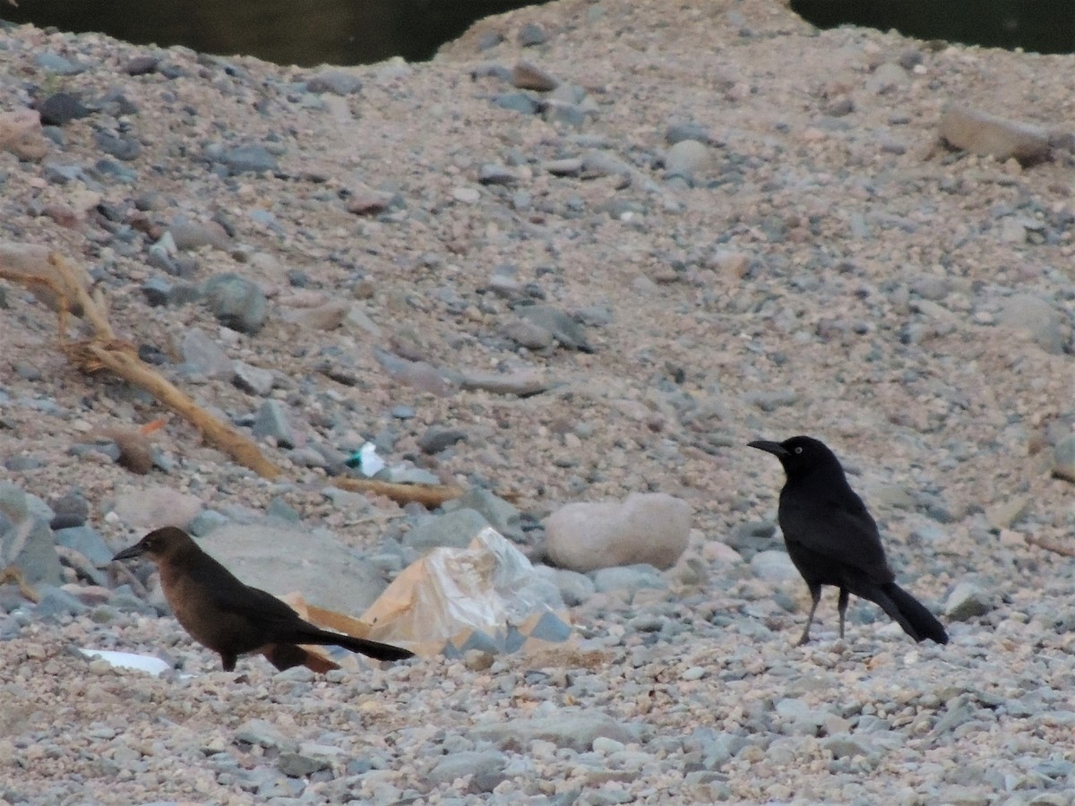 Great-tailed Grackle - ML58187931